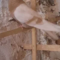 زرد نوک ریز