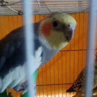 3پرنده|پرنده|زیرکوه, |دیوار