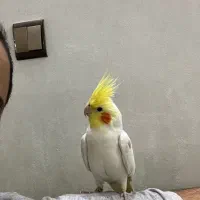 عروس هلندی گمشده