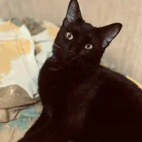 گربه حمایتی