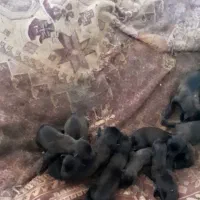 توله مالینیوز