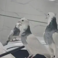 کبوترطوقی الماسی|پرنده|بستان آباد, |دیوار