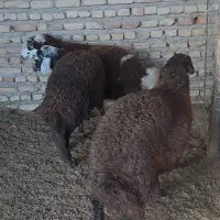 بره جنس|حیوانات مزرعه|گمیشان, |دیوار