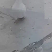 کبوترفراری|پرنده|نمین, |دیوار