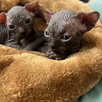 گربه اسفینکس