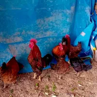 ۲ عدد خروس محلی