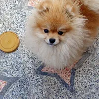 سگ پامر|سگ|نسیم‌شهر, |دیوار