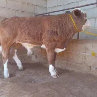 گاو و گوساله