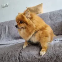 سگ پامرخرسی