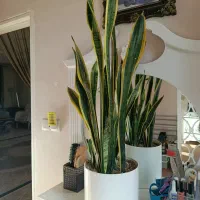 گل طبیعی قیمت مناسب|گل و گیاه طبیعی|قزوین, |دیوار