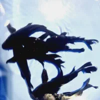 ماهی کوی فول بلک و رنگهای متنوع