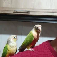 ی جفت گرینچیک با برگه جنسیت و دوتا ماده دستی