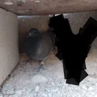 کبوتر پلاکی