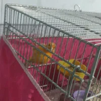 قناری ماده سرخ|پرنده|اصفهان, بهارستان|دیوار