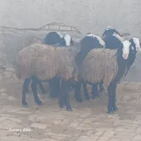 میش های اصیل شال|حیوانات مزرعه|شال, |دیوار