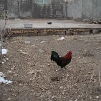 خروس لاری و لاکندزی