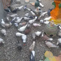 کبوتر یاهو|پرنده|قم, یزدان‌شهر|دیوار