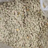 عدس|خوردنی و آشامیدنی|محلات, |دیوار