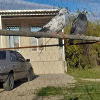 ۵ تا کبوتر فروشی|پرنده|بیله سوار, |دیوار