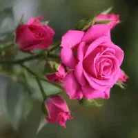 پاورپوینت. مقاله. تایپ ویس