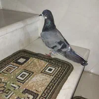 کبوتر تکپر|پرنده|دلند, |دیوار