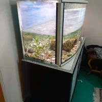 آکواریوم شیشه خم با میز و کلیه وسایل|ماهی|شاهینشهر, نبوت|دیوار