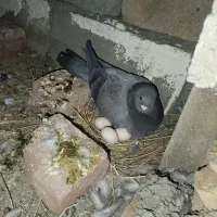 ماده سبز با نر سور