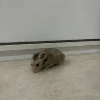 همستر اهلی|موش و خرگوش|اندیمشک, |دیوار