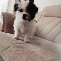 پرنده|حیوانات|خوی, |دیوار