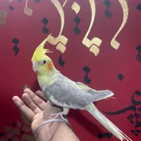 عروس هلندی بانمک