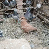 کفتر جوجه زرد کرمونی کاکلی|پرنده|زاوه, |دیوار
