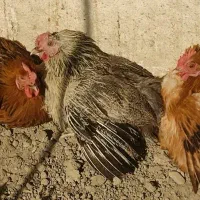 مرغ محلی یا رسمی و بوقلمون برنزه، جوجه خوشگل ۳ماهه