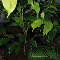 بنجامین و سیکاس