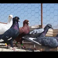 دسته کفتر همه چی قاطی|پرنده|شیراز, دروازه اصفهان|دیوار