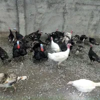 بوقلمون فروشی