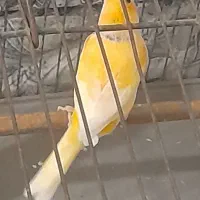 ۴ عدد قناری مست|پرنده|اهواز, زوویه ۲|دیوار