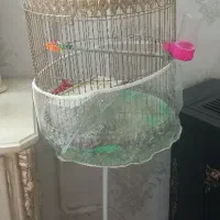 قفس ایستاده