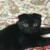 فولد بریتیش ۷۰ روزه