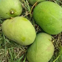 انبه بدون هسته