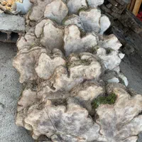 خریدو فروش چوب چنارچوب گردو چوب توسکا چوب راش|عمده‌فروشی|تهران, سعیدآباد|دیوار