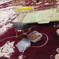 مینا