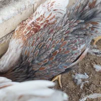 مرغ و خروس برهما سیلور و ویاندوت ۴ ماهه|حیوانات مزرعه|شیراز, عادل آباد|دیوار