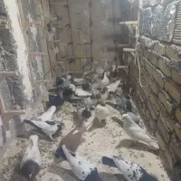 ۳۰ عدد کفتر بوم