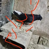 کبوتر دم سفید پر پر