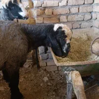 بره قوچی درجه یک|حیوانات مزرعه|همایجان, |دیوار
