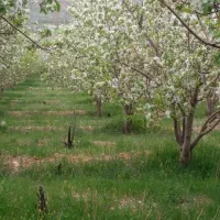فروش باغ سپیدان برشنه بین ۱۰۰۰ متر تا ۳۷۰۰ متر|فروش زمین و ملک کلنگی|سپیدان, |دیوار