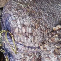 3تن سیر حبه اماده کاشت سورت شده