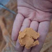 تامین آرتمیا دکپسول بهترین غذا برای ماهی آکواریمی