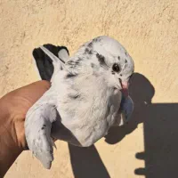 جوجه کبوتر ۱پری|پرنده|فردیس, شهرک ۱۱۰|دیوار