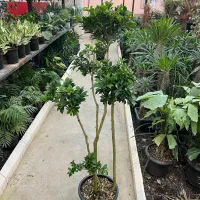 فیکوس رتوزا|گل و گیاه طبیعی|رشت, بیجارپس|دیوار